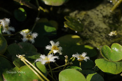 Nymphoides indica